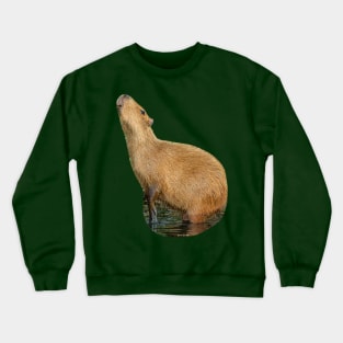 Capybara sniffing the morning air Crewneck Sweatshirt